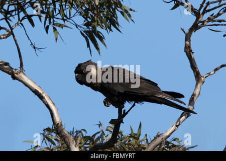 Carnaby's Black-cockatoo (Calyptorhynchus latirostris) Stock Photo