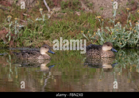 pair of Grey Teal (Anas gracilis) swimming in a pond Stock Photo