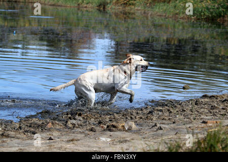 a yellow Labrador retriever dashes back to the hunter after retrieving a duck Stock Photo