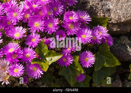 Wild purple asters Stock Photo