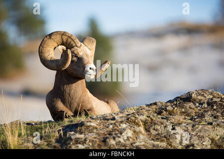 Big horn sheep ram sprawled out in fall sunlight Stock Photo