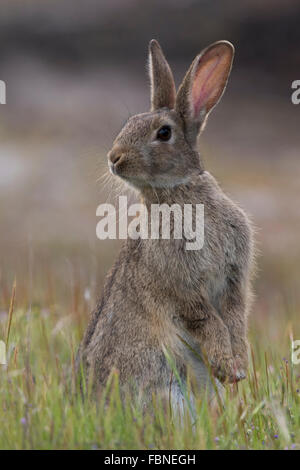 European Rabbit (Oryctolagus cuniculus) standing alert Stock Photo
