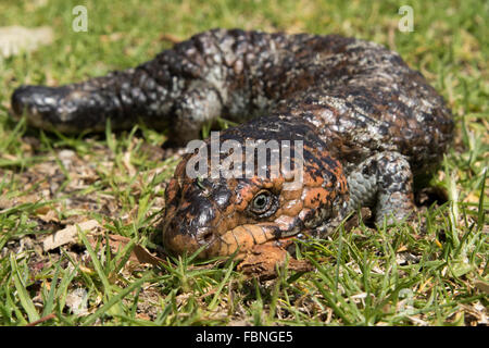 Shingleback (Tiliqua rugosa) Stock Photo