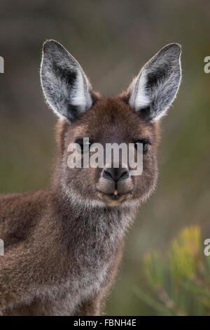 headshot of a female Western Grey Kangaroo (Macropus fuliginosus) Stock Photo