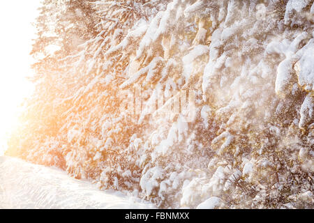 Snowfall in pine forest at sunset Stock Photo