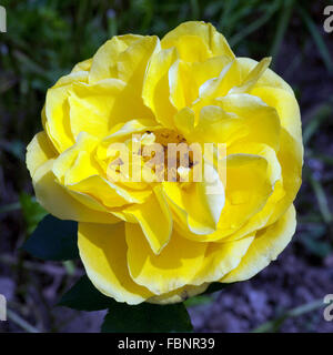 Beetrose, Bordure Rose, Delbard Stock Photo