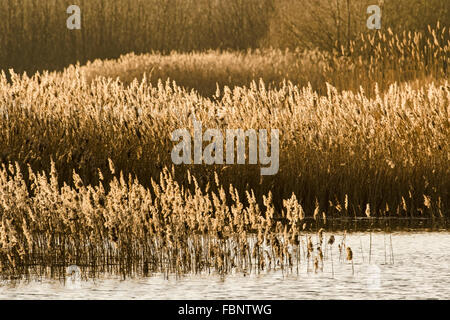 View of backlit reed bed (Common Reed (Phragmites australis)) in Cambridgeshire Stock Photo