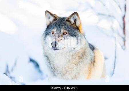 Close-up of a wolf standing in the snow Stock Photo
