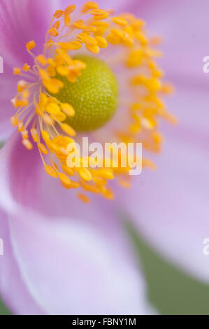 ANEMONE X HYBRIDA ELEGANS Stock Photo