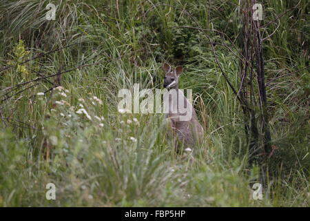 Pretty-faced Wallaby (Whiptail Wallaby), Macropus parryi Stock Photo