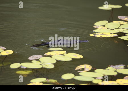 Duck-billed Platypus, Ornithorhynchus anatinus, feeding amongst water lilies Stock Photo