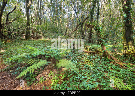 Rain forest in Garajonay national park , La Gomera, Canary islands,  Spain. Stock Photo