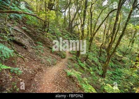 Rain forest in Garajonay national park , La Gomera, Canary islands,  Spain. Stock Photo