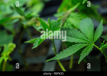 Medical Cannabis Marijuana Grow Room Stock Photo