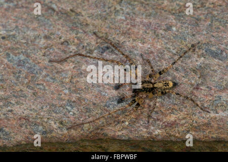 Buzzing Spider, anyphaenid sac spider, male, Vierfleck-Zartspinne, Vierfleckzartspinne, Zartspinne, Männl., Anyphaena accentuata Stock Photo