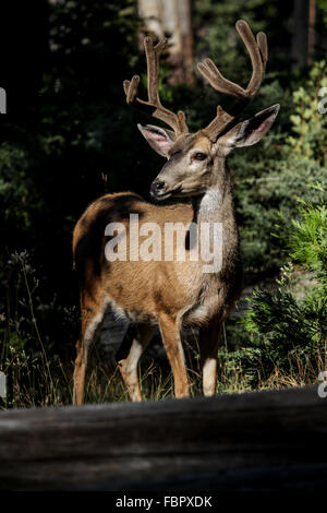 Two Whitetail Deer in the Wild - Male Bucks with Velvet Antlers Stock Photo