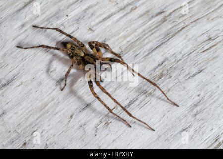 Buzzing Spider, anyphaenid sac spider, male, Vierfleck-Zartspinne, Vierfleckzartspinne, Zartspinne, Männl., Anyphaena accentuata Stock Photo