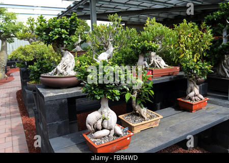 Varieties of bonsai for sale in a nursery Stock Photo
