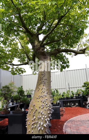 Ceiba Speciosa or Chorisia Speciosa also known as The Silk Floss Tree Stock Photo