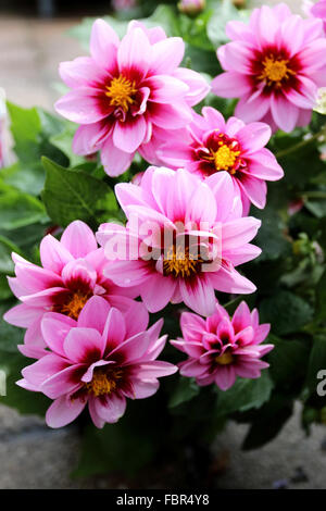 Bloooming Dahlia Dalaya Yogi  flowers Stock Photo