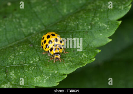 22-spot ladybird, Twenty two-spot ladybird, Zweiundzwanzigpunkt-Marienkäfer, 22-Punkt, Psyllobora vigintiduopunctata, Thea Stock Photo