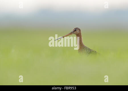 Adult Black-tailed Godwit / Uferschnepfe ( Limosa limosa ) in high grass, very low angle of view, blurred surrounding. Stock Photo