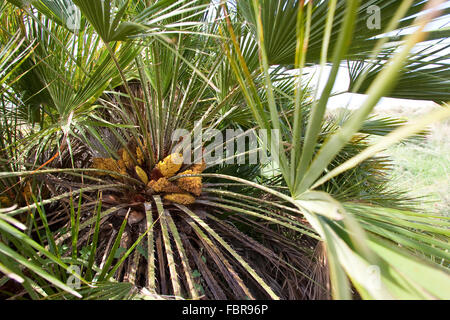 Mediteranean Fan Fern, Palmito, European Fan Palm, Europäische Zwergpalme, Zwerg-Palme, Palme, Palmen, Chamaerops humilis Stock Photo