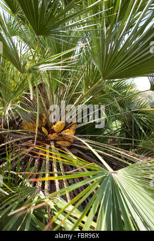 Mediteranean Fan Fern, Palmito, European Fan Palm, Europäische Zwergpalme, Zwerg-Palme, Palme, Palmen, Chamaerops humilis Stock Photo