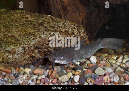 Brown bullhead, speckled catfish, American catfish, Brauner Zwergwels, Katzenwels, Ictalurus nebulosus, Ameiurus nebulosus Stock Photo