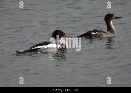 Male and female merganser swimming in the sea off the coast of Westerross Scotland Stock Photo