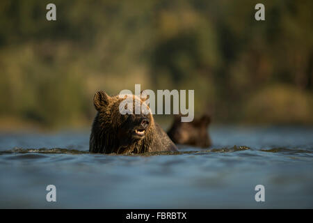 European Brown Bears ( Ursus arctos ) swimming,  in a wide stretch of water, surrounded by green woods. Stock Photo