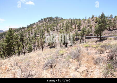 Canary pine forest on mountainside in Gran Canaria Stock Photo