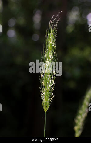 Wood barley Hordelymus europaeus grass in flower Stock Photo