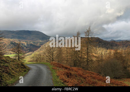 Autumn around Tarn Hows and Old Man Coniston Cumbria Stock Photo