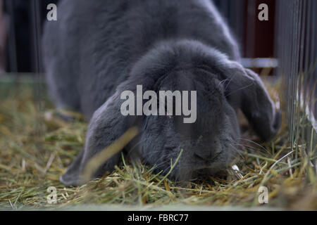 Big fluffy gray rabbit in the cage. Breeding rabbits background Stock Photo
