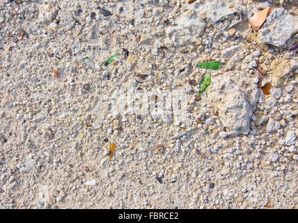 Green shards of glass textured limestone background from Ibiza, Balearic islands, Spain Stock Photo