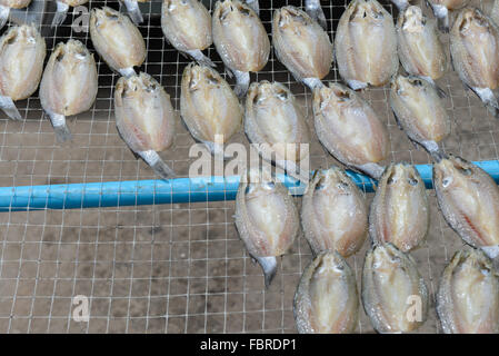 dried salted fish bask in the sun, food preservation in Thailand Stock Photo