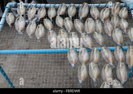 dried salted fish bask in the sun, food preservation in Thailand Stock Photo