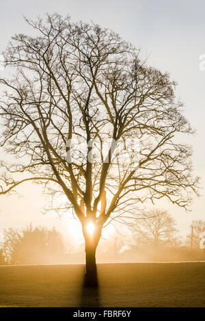 Sunrise beams through fog, Beaconsfield Park, Vancouver, British Columbia, Canada Stock Photo