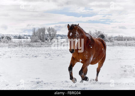 Brown horse galloping on snow covered ground with trees in the background Stock Photo