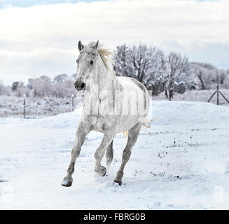 White horse galloping on snow covered ground with trees in the background Stock Photo