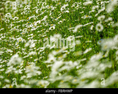 Wild daisy field on Vancouver Island, Canada Stock Photo