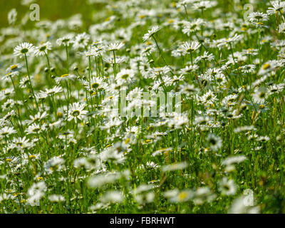 Wild daisy field on Vancouver Island, Canada Stock Photo