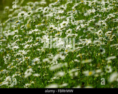 Wild daisy field on Vancouver Island, Canada Stock Photo