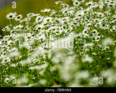 Wild daisy field on Vancouver Island, Canada Stock Photo