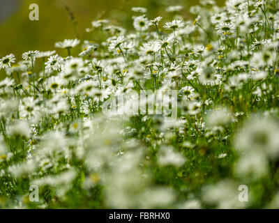 Wild daisy field on Vancouver Island, Canada Stock Photo