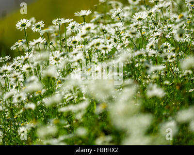 Wild daisy field on Vancouver Island, Canada Stock Photo