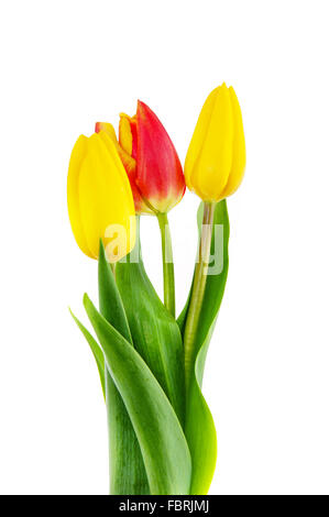 Tulips on white background. Stock Photo