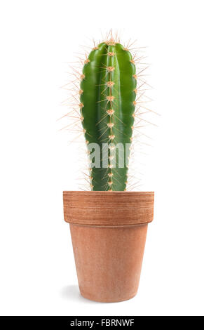 Potted  cactus isolated on white background Stock Photo