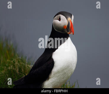 Atlantic Puffin  (Fratercula arctica) Stock Photo